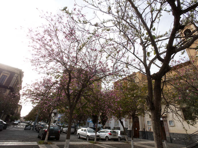 Early Spring in Catania